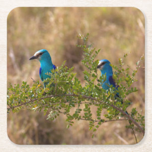 Twee Mooie Blauwe Vogels op een Tak Vierkante Kartonnen Onderzetter