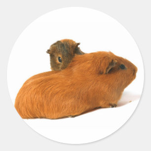twee mooie cavia ' s ronde sticker