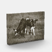 Twee Mooie Kalfjes Zwarte en Witte Koeien 7 x 5 Fotoblokken (Links)