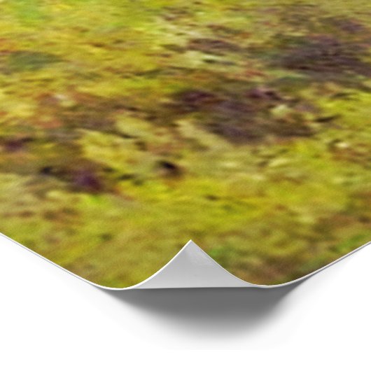 Twee mooie vogels poster (Hoek)