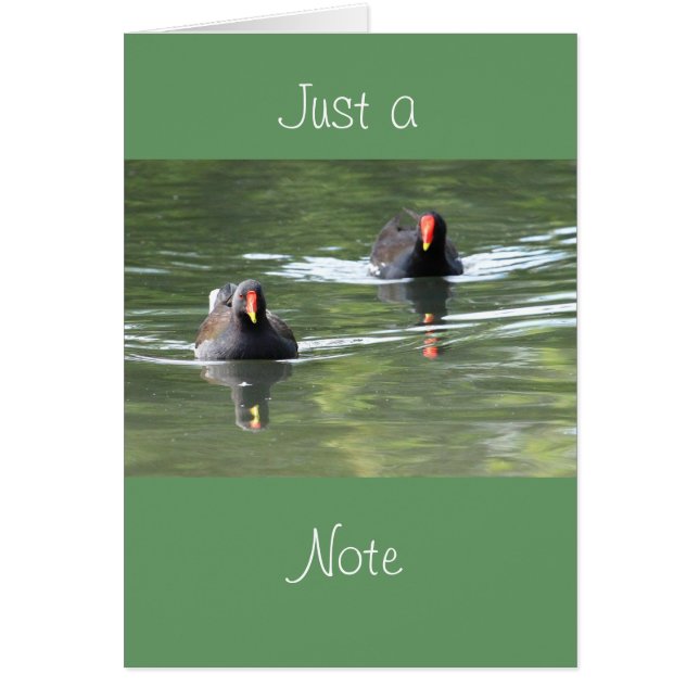 Twee Moorhens (Voorkant)