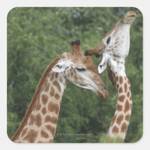 twee necking van de Giraffe (Giraffa camelopardali Vierkante Sticker
