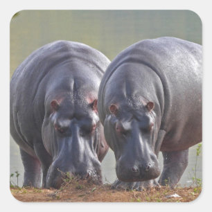 Twee nijlpaarden vierkante sticker