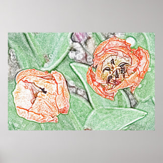 Twee oranje tulpen poster