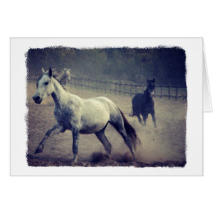 Twee paarden alle gelegenheden Wenskaart