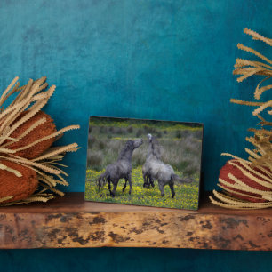 Twee paarden bokken en spelen fotoplaat