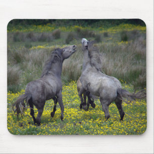 Twee paarden bokken en spelen muismat