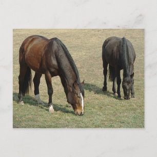 Twee Paarden - Briefkaart
