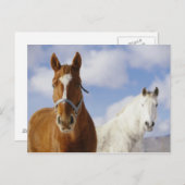 Twee paarden briefkaart (Voorkant / Achterkant)