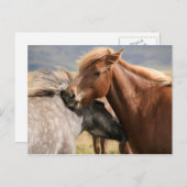Twee paarden Briefkaart (Voorkant / Achterkant)