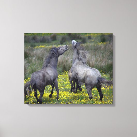 Twee paarden Buck en Play Canvas Afdruk (Voorkant)