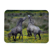 Twee paarden Buck en Play Magneet (Horizontaal)