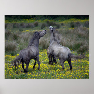 Twee paarden Buck en Play Poster