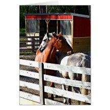 Twee paarden in liefde