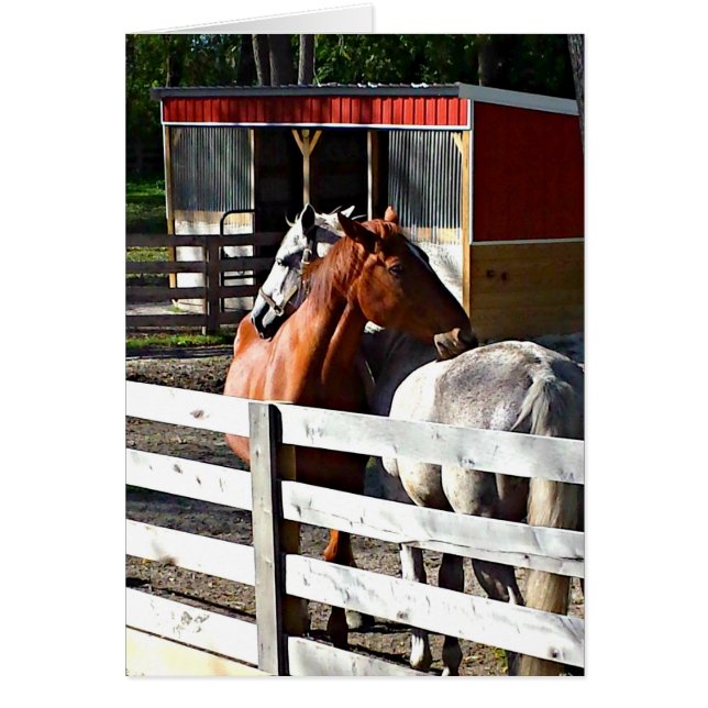 Twee paarden in liefde (Voorkant)