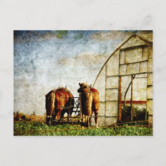 Twee paarden klaar voor het werk briefkaart (Voorkant)