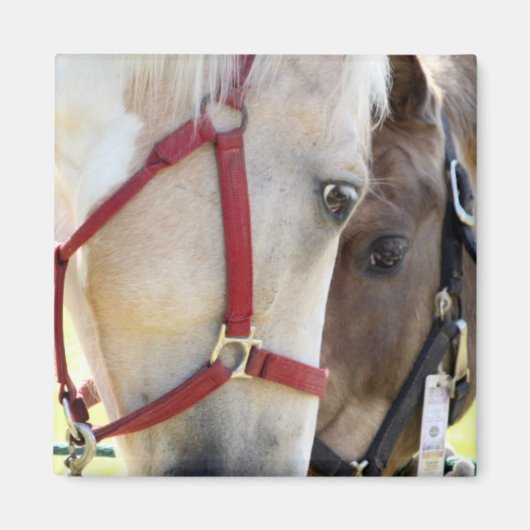 Twee paarden magneet (Voorkant)