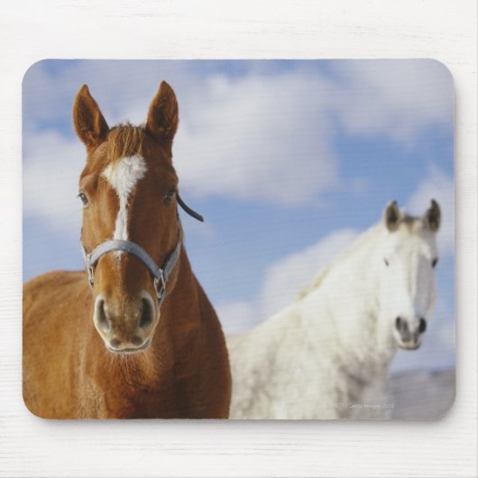 Twee paarden muismat (Voorkant)