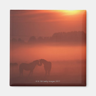 Twee paarden op zonsondergang magneet