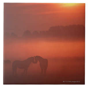 Twee paarden op zonsondergang tegeltje