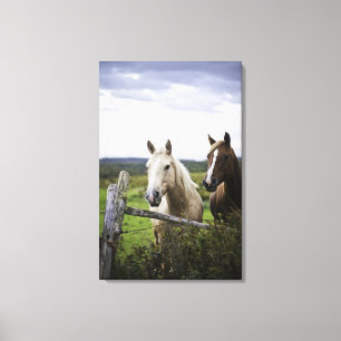 Twee paarden staan in de buurt van een hek in het canvas afdruk
