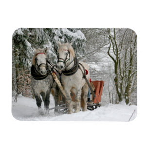 Twee paarden trekken een open slee op een besneeuw magneet