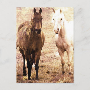 Twee Paardenmaatjes Sepia Briefkaart