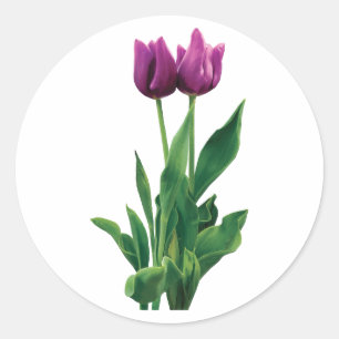 Twee Paarse Tulpen Ronde Sticker