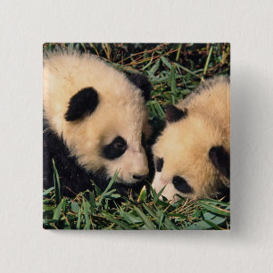 Twee panda cubs in de bamboe struik, Wolong, Vierkante Button 5,1 Cm