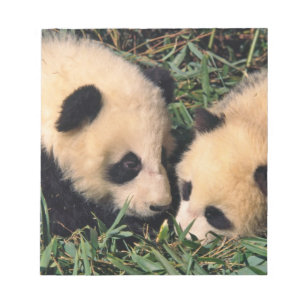 Twee panda welpen in de bamboestruik, Wolong, Notitieblok