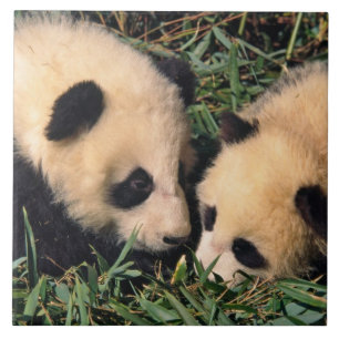 Twee panda welpen in de bamboestruik, Wolong, Tegeltje