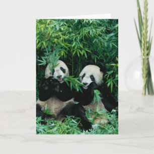 Twee panda's die samen bamboo eten, Wolong, 2 Kaart
