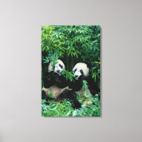 Twee panda's eten samen bamboe, Wolong