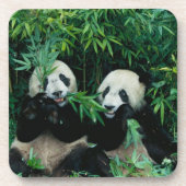 Twee panda's eten samen bamboe, Wolong Drankjes Onderzetter (Voorkant)