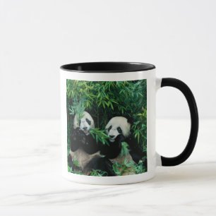 Twee panda's eten samen bamboe, Wolong Mok