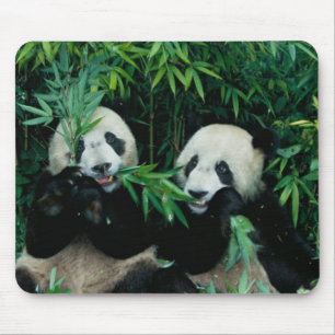 Twee panda's eten samen bamboe, Wolong Muismat