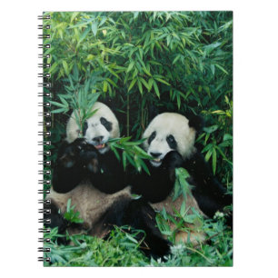 Twee panda's eten samen bamboe, Wolong Notitieboek