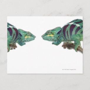 Twee Panther Chameleons Nosy be (Furcifer) Briefkaart