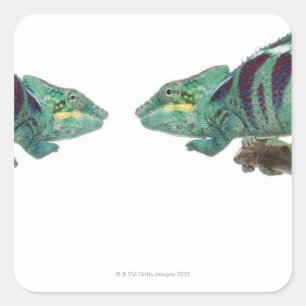 Twee Panther Chameleons Nosy be (Furcifer) Vierkante Sticker