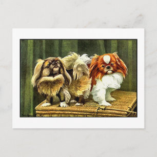 Twee pekingese honden briefkaart