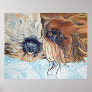 Twee pekingese honden poster