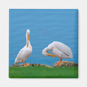 Twee Pelicans met een jeukmagneet Magneet