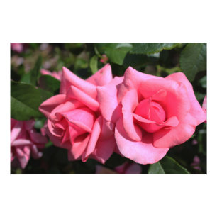 twee perfecte, roze roos bloemen. foto afdruk