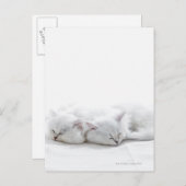 Twee Perzische Kittens Briefkaart (Voorkant / Achterkant)
