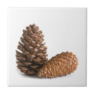 Twee pinecones tegeltje