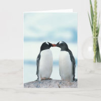Twee pinguïns die de pieken aanraken
