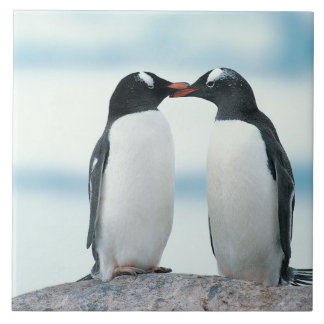 Twee pinguïns die de pieken aanraken tegeltje