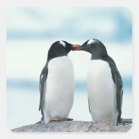 Twee pinguïns die de pieken aanraken