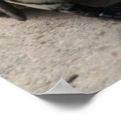 Twee pinguïns Foto-Poster Poster (Hoek)