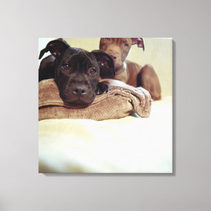 Twee pit-stieren die binnen zitten, close-up canvas afdruk
